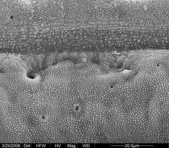 Media type: image;   Invertebrate Zoology 133769